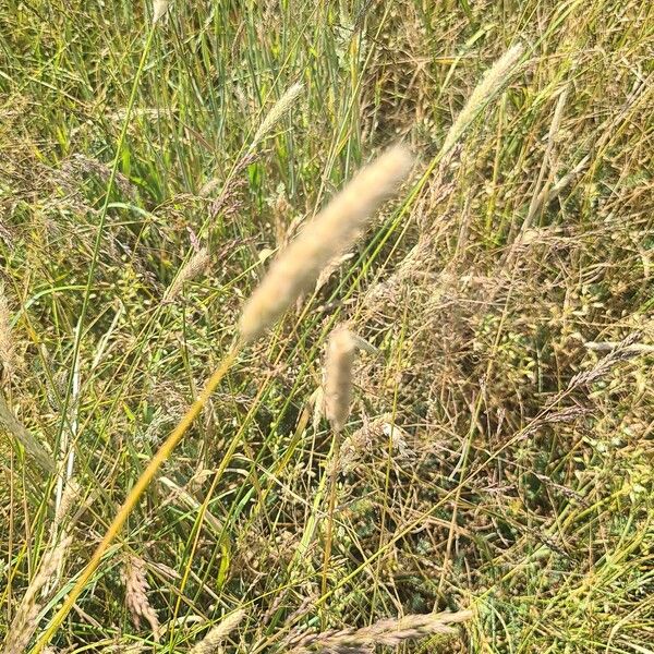 Phleum phleoides Flower