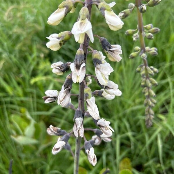 Baptisia alba Blüte