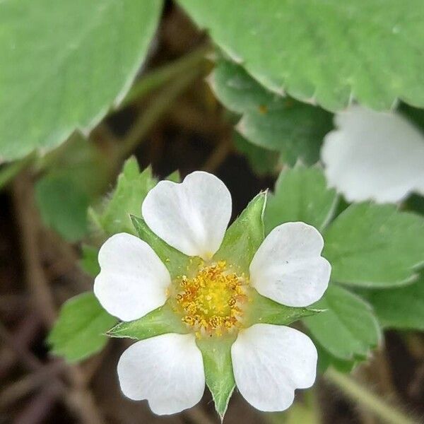 Potentilla sterilis Цветок