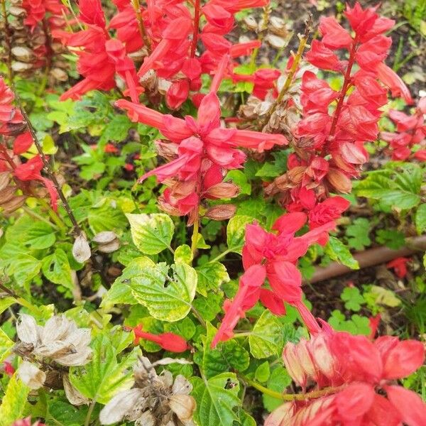 Salvia splendens Flor