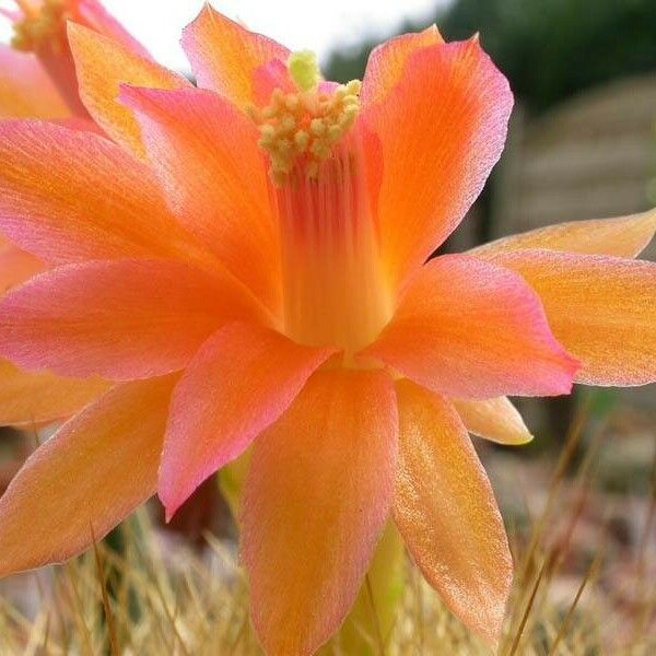 Matucana aurantiaca Flower