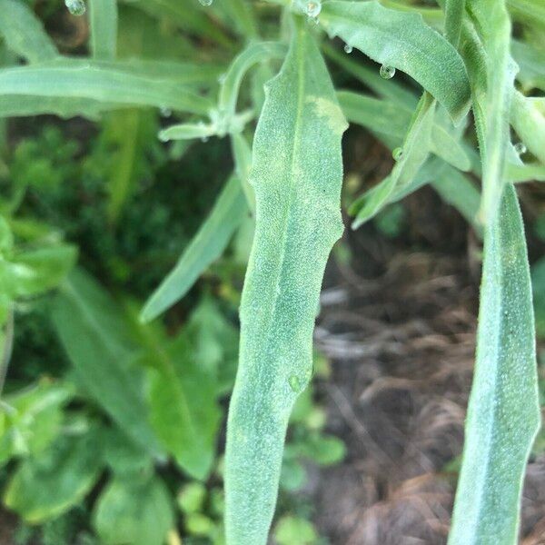 Matthiola longipetala Deilen