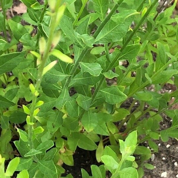 Oenothera lindheimeri ഇല