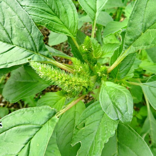 Carpesium cernuum Flower