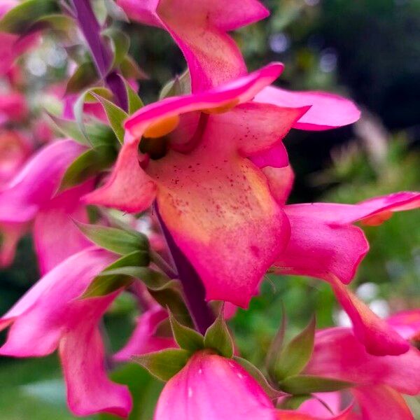 Digitalis thapsi Flor