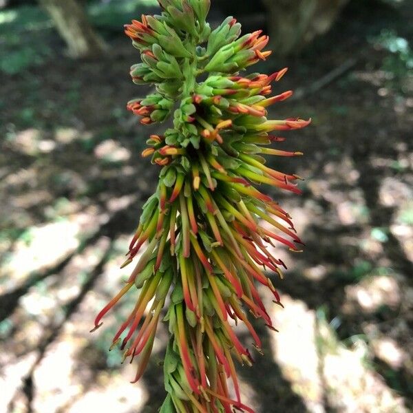 Acrocarpus fraxinifolius Blomma