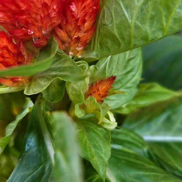 Celosia argentea Inny