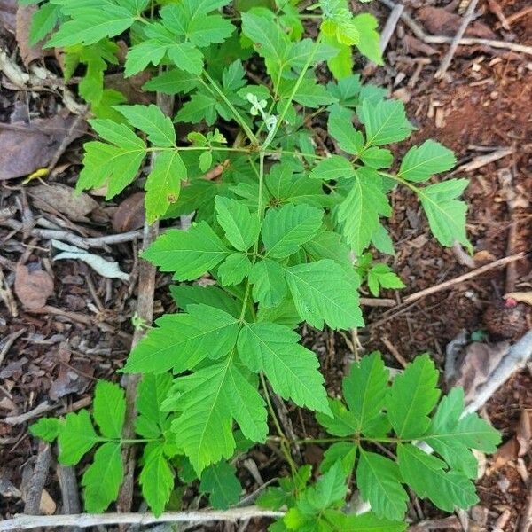 Osmorhiza longistylis Leaf