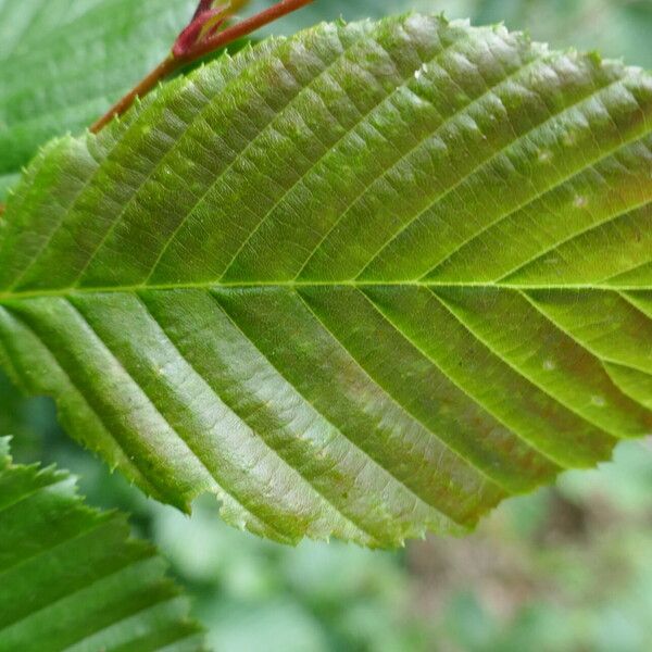 Carpinus betulus Leaf