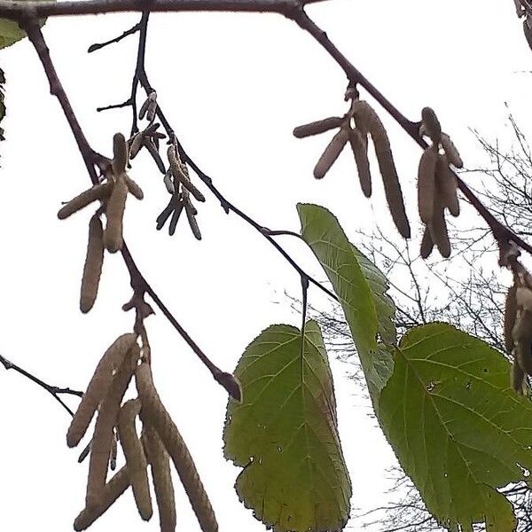 Corylus yunnanensis (Yunnan hazel)