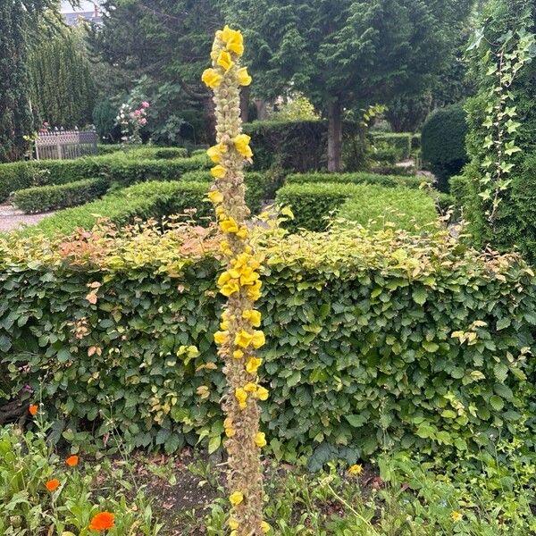 Verbascum densiflorum Flower