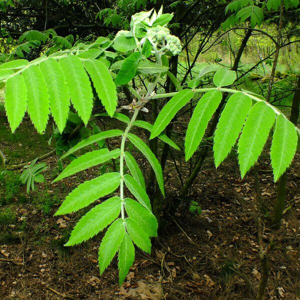 Sorbus aucuparia Цветок