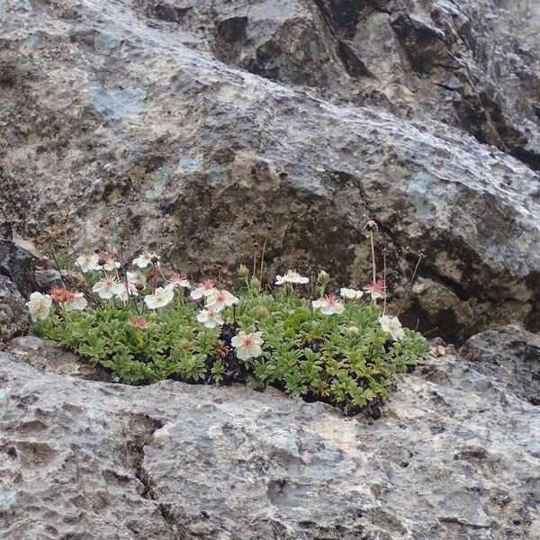 Potentilla nitida Habitat