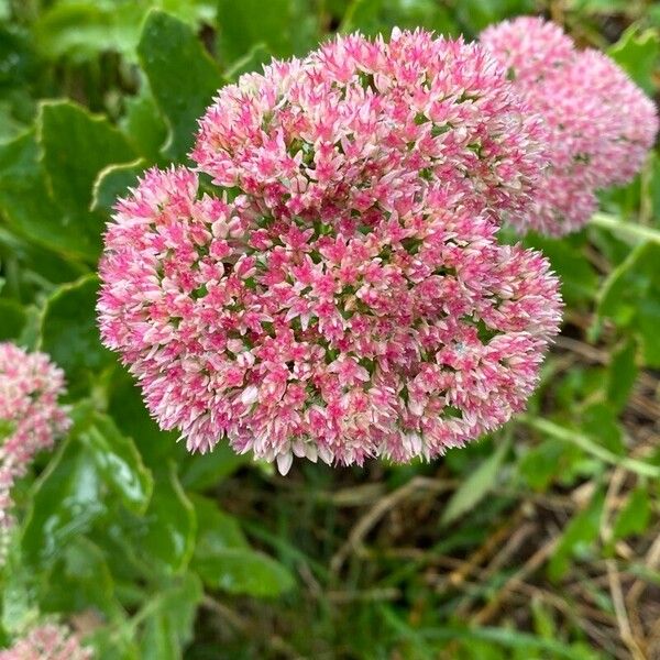 Hylotelephium telephium Flower