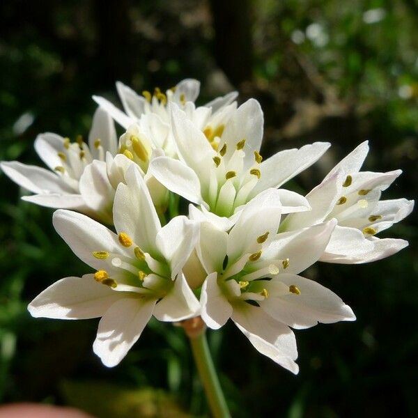 Nothoscordum borbonicum Flor