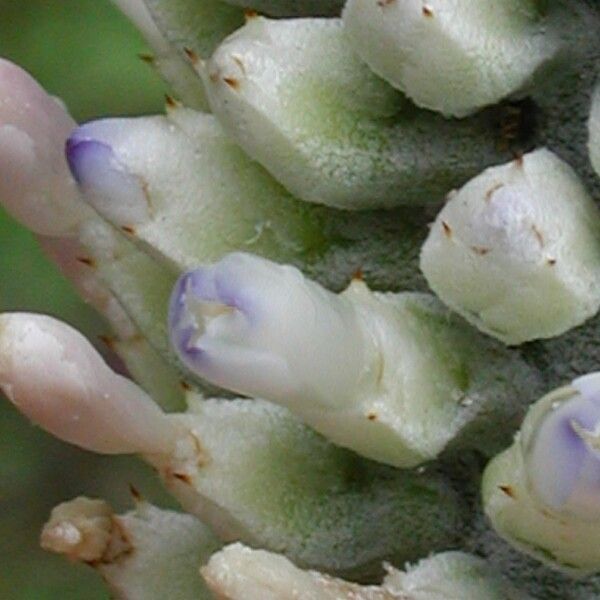 Aechmea mariae-reginae Frucht