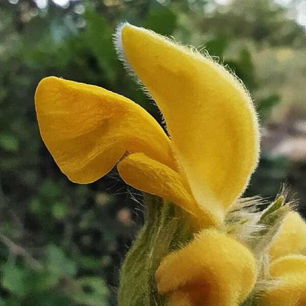 Phlomis lychnitis Virág