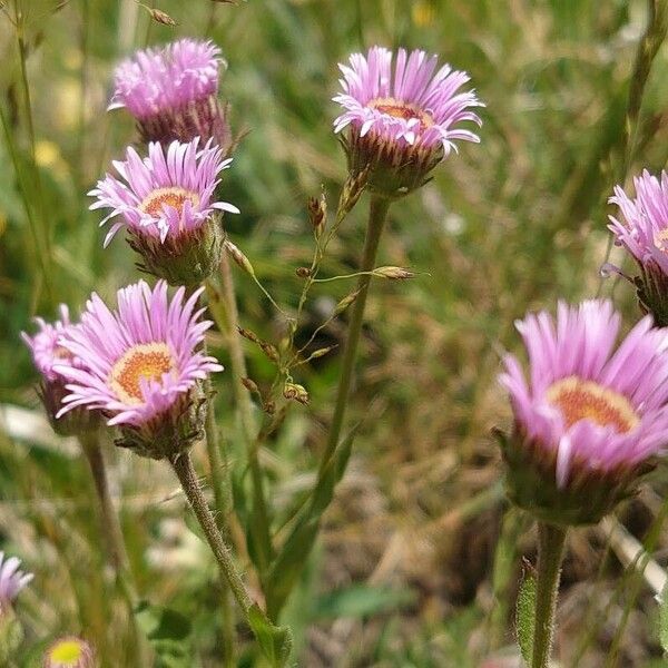 Erigeron alpinus Flor