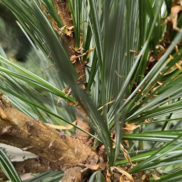Pinus flexilis ᱪᱷᱟᱹᱞᱤ
