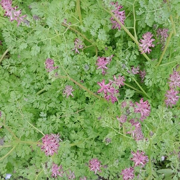 Fumaria officinalis Hàbitat