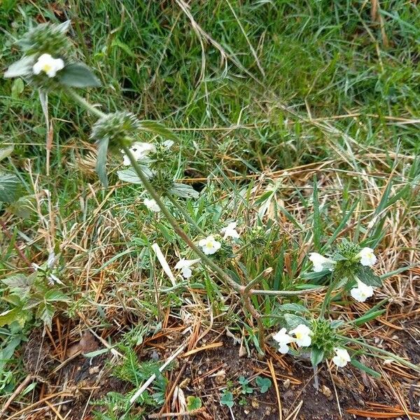 Galeopsis segetum ശീലം