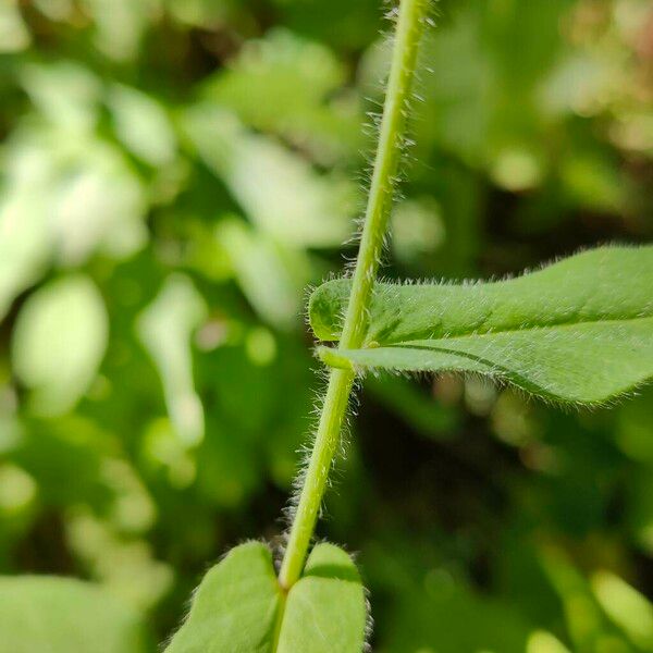 Hieracium prenanthoides Coajă