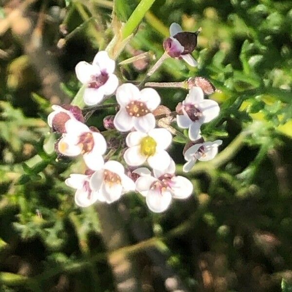 Lepidium graminifolium फूल