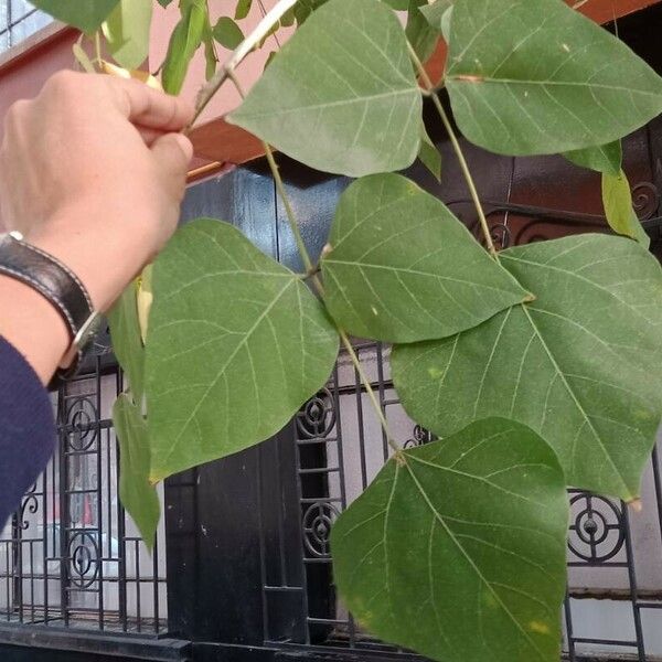 Erythrina variegata Fuelha