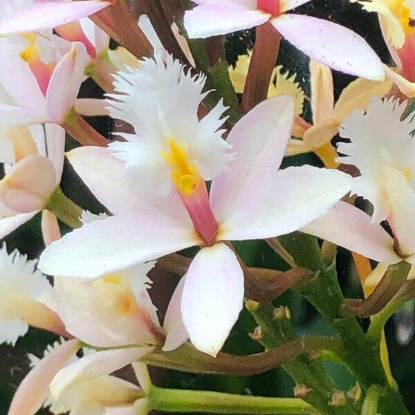 Epidendrum spp. Flor