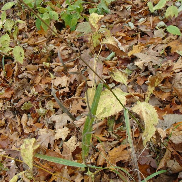 Bromus pubescens Habitus