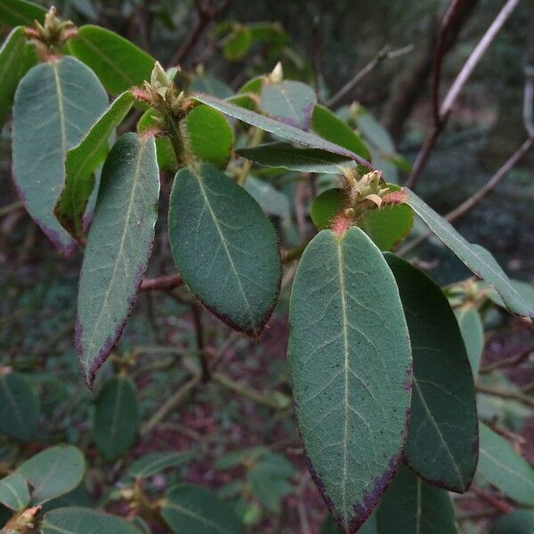 Rhododendron triflorum Leaf