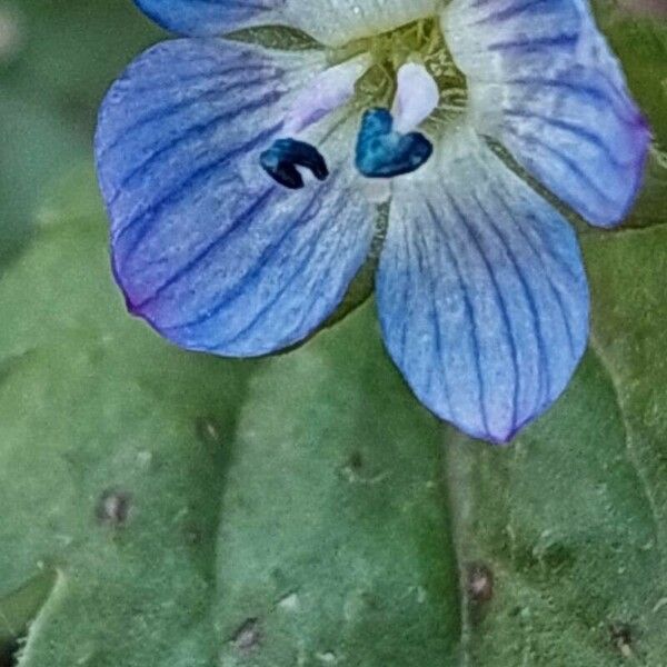 Veronica persica Flower