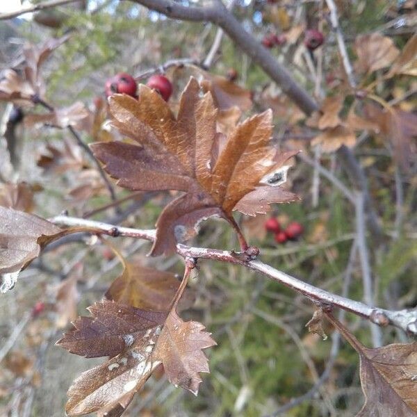 Crataegus laciniata Deilen