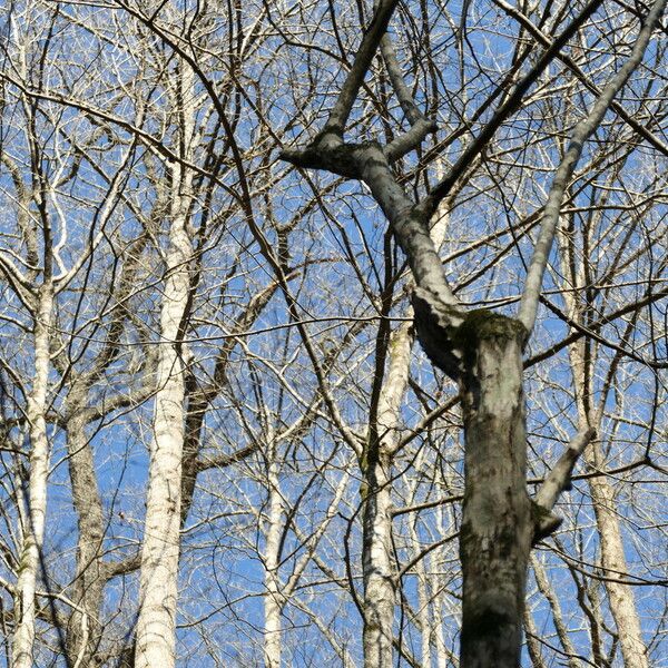 Carpinus caroliniana Pokrój