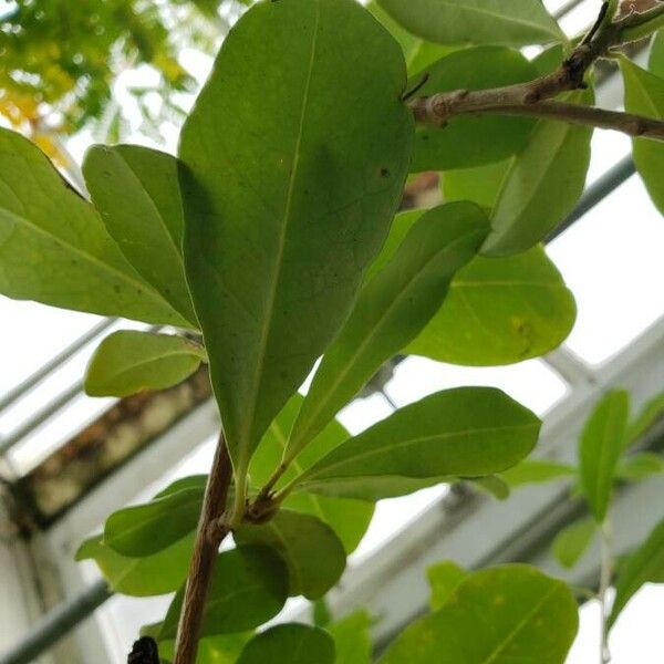 Brunfelsia americana Leaf