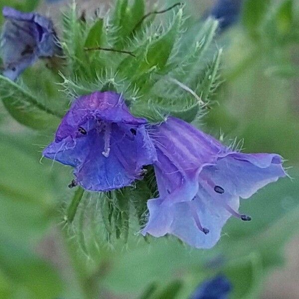 Echium plantagineum Kwiat