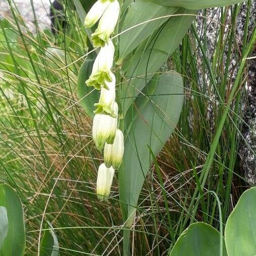 Polygonatum odoratum Кветка