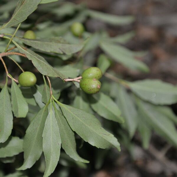 Elaeodendron xylocarpum Плод