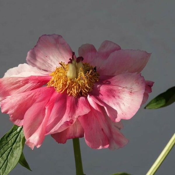 Paeonia mascula ফুল