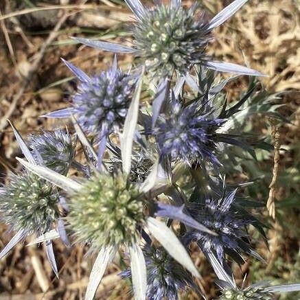 Eryngium amethystinum Floro