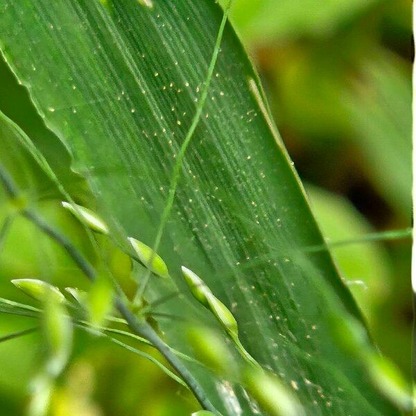 Milium effusum Лист