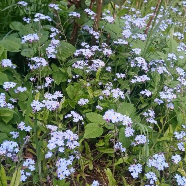 Myosotis alpestris Flower