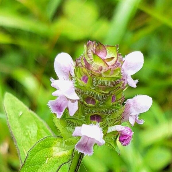 Prunella vulgaris Blomst