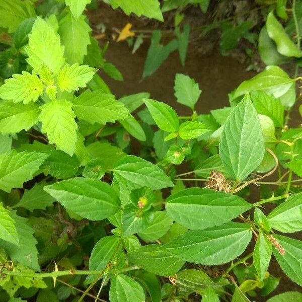 Acalypha australis Leaf