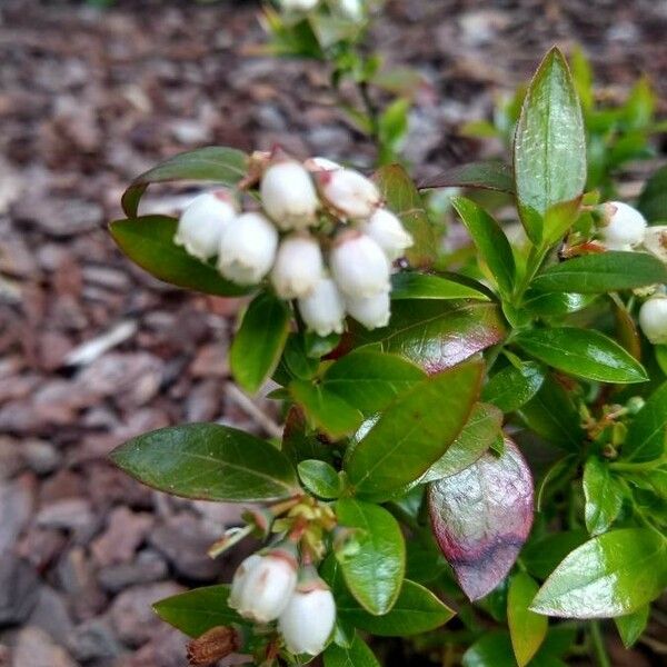 Vaccinium angustifolium Kvet