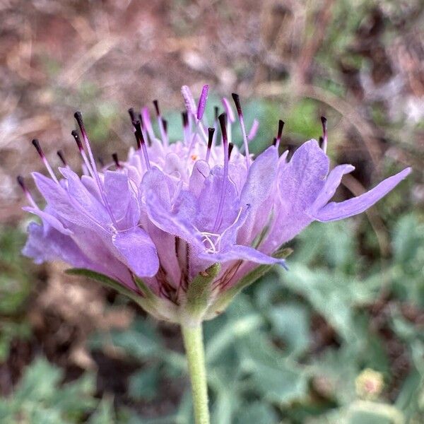 Scabiosa atropurpurea Flower