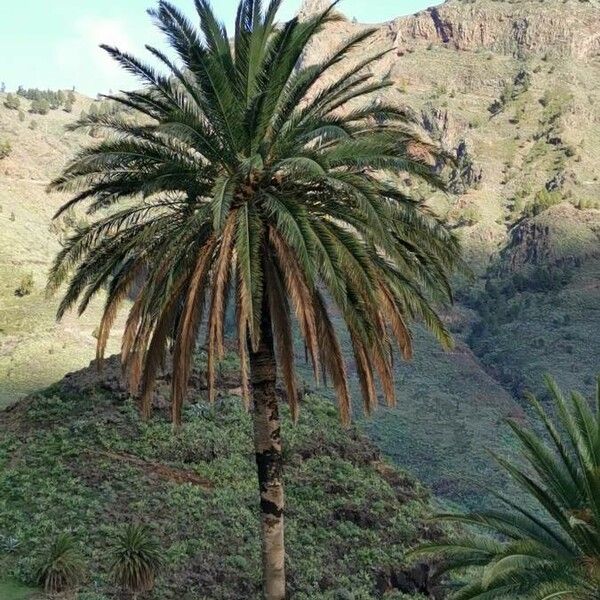 Phoenix canariensis Листок