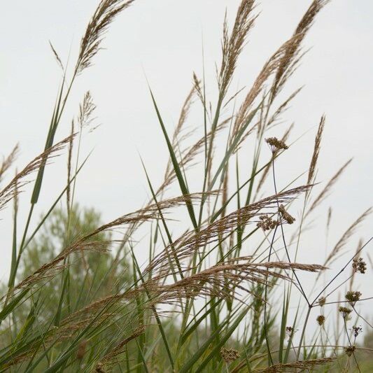 Arundo plinii Arall