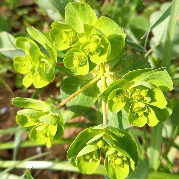 Euphorbia helioscopia 果實