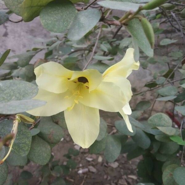 Bauhinia tomentosa Fiore